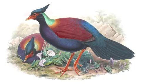 Volume VI, plate 53 of Gould's The Birds of Asia: Pheasant Pigeon (Otidiphaps nobilis)