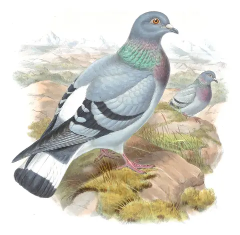 Volume VI, plate 54 of Gould's The Birds of Asia: Hill Pigeon (Columba rupestris)