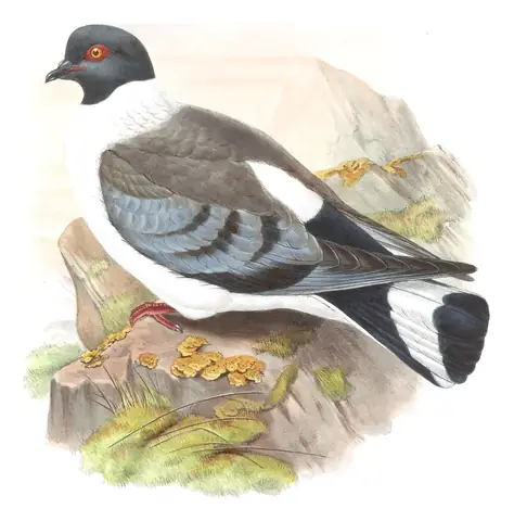 Volume VI, plate 55 of Gould's The Birds of Asia: Snow Pigeon (Columba leuconota)