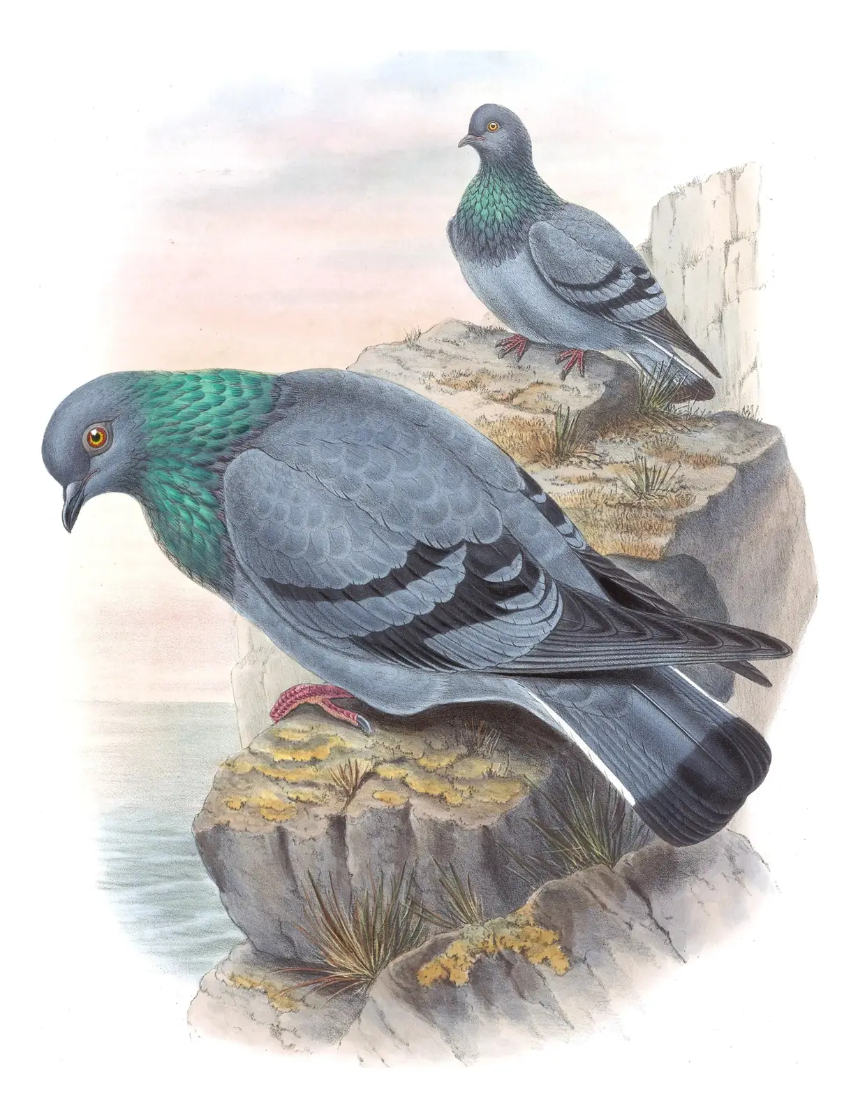 Volume VI, plate 56 of Gould's The Birds of Asia: Rock Pigeon (Columba livia)