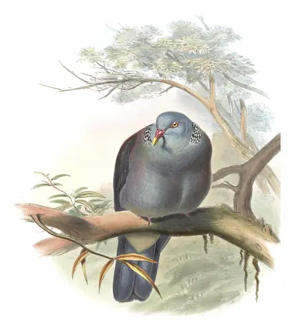 Volume VI, plate 57 of Gould's The Birds of Asia: Nilgiri Wood-Pigeon (Columba elphinstonii)