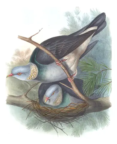 Volume VI, plate 58 of Gould's The Birds of Asia: Ashy Wood-Pigeon (Columba pulchricollis)
