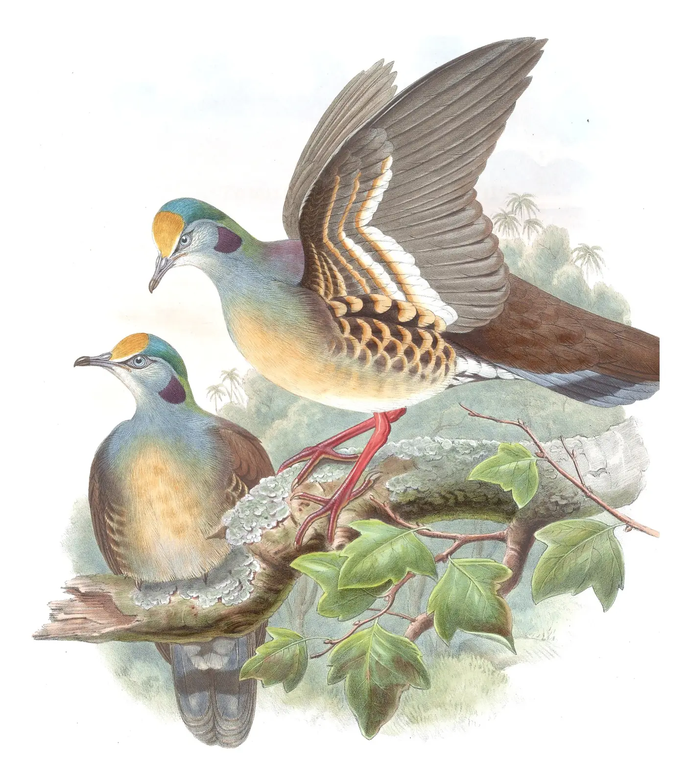 Volume VI, plate 59 of Gould's The Birds of Asia: Sulawesi Ground Dove (Gallicolumba tristigmata)