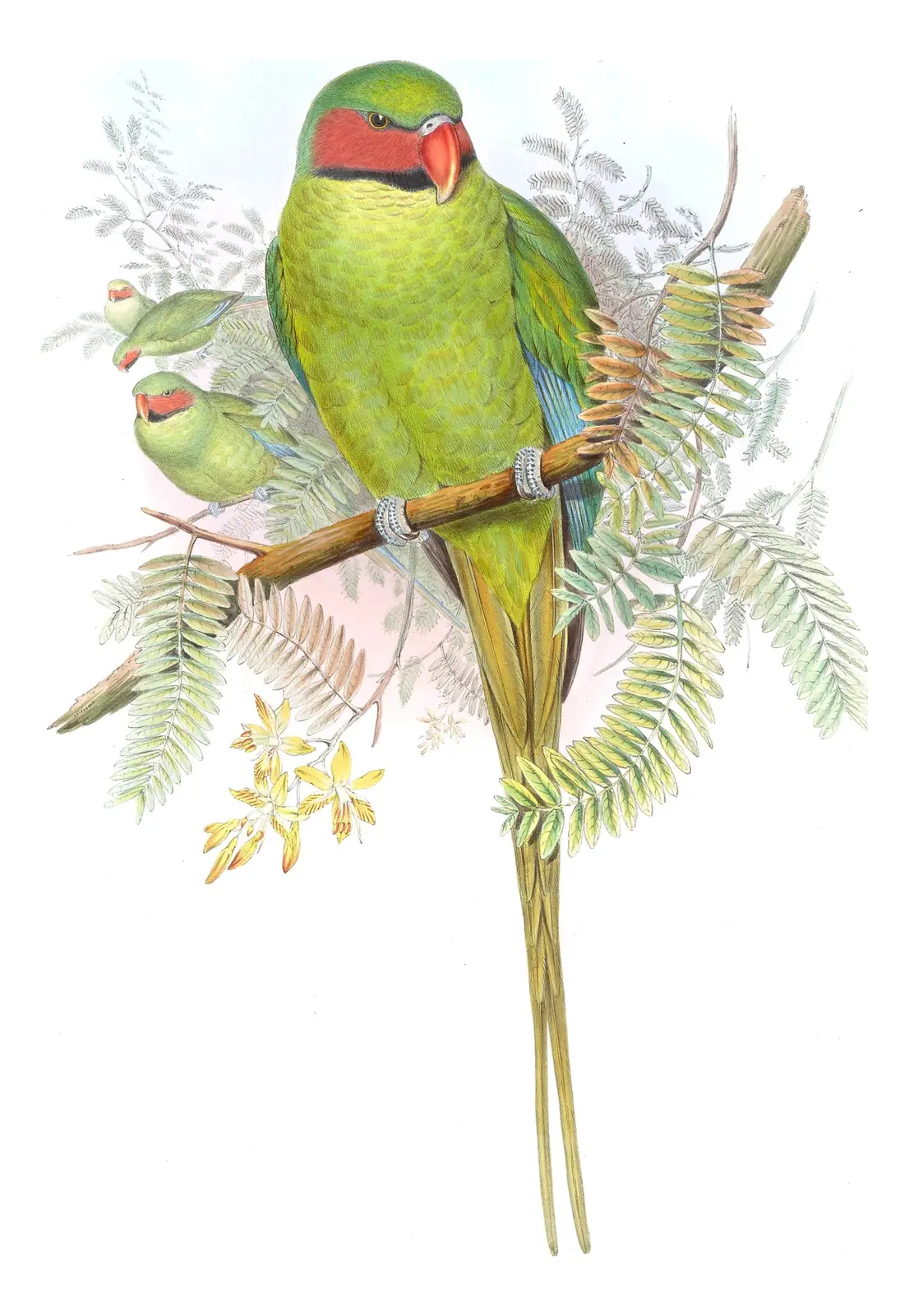 Volume VI, plate 6 of Gould's The Birds of Asia: Long-tailed Parakeet (Psittacula longicauda)