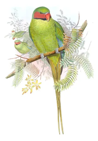 Volume VI, plate 6 of Gould's The Birds of Asia: Long-tailed Parakeet (Psittacula longicauda)