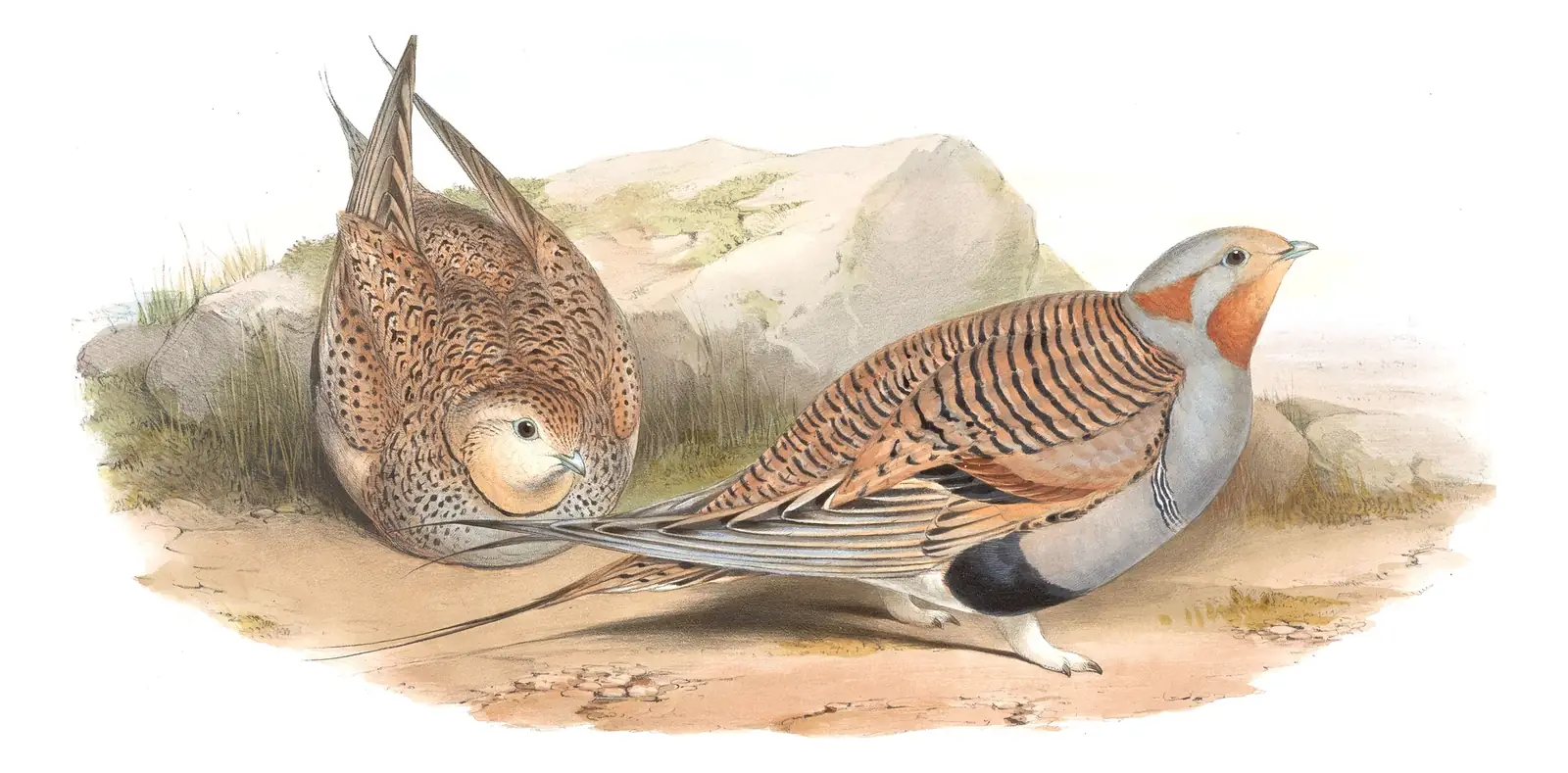 Volume VI, plate 60 of Gould's The Birds of Asia: Pallas's Sandgrouse (Syrrhaptes paradoxus)