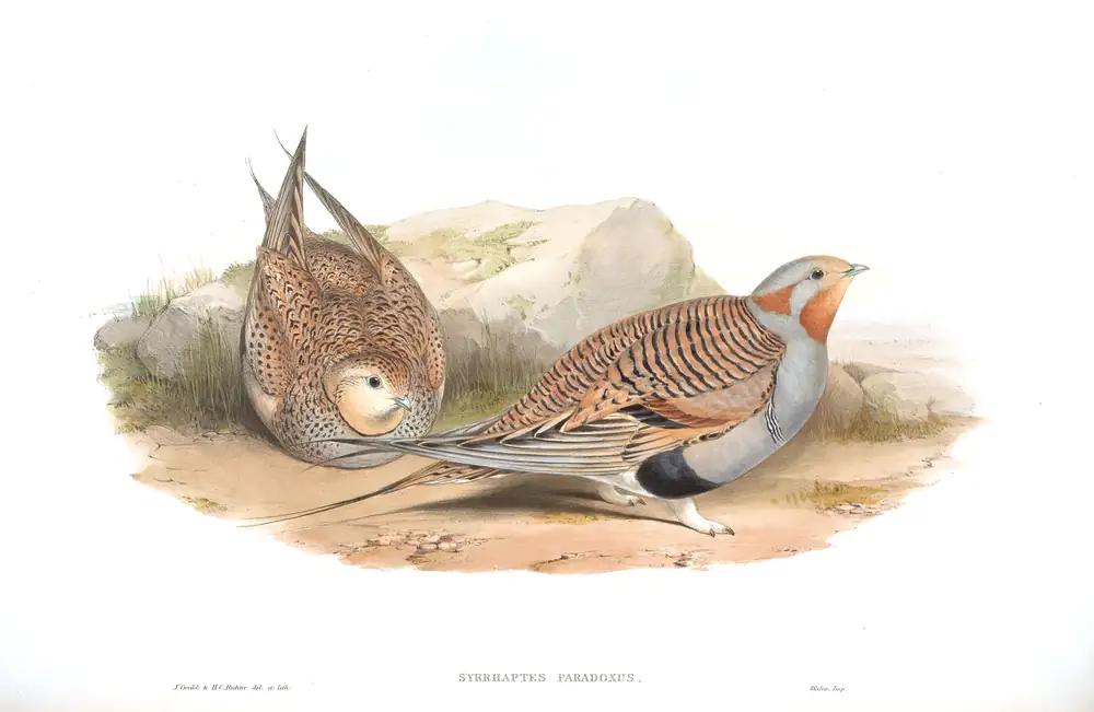 The whole sheet of volume VI, plate 60, with its engraved caption