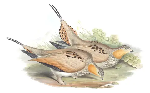 Volume VI, plate 61 of Gould's The Birds of Asia: Tibetan Sandgrouse (Syrrhaptes tibetanus)