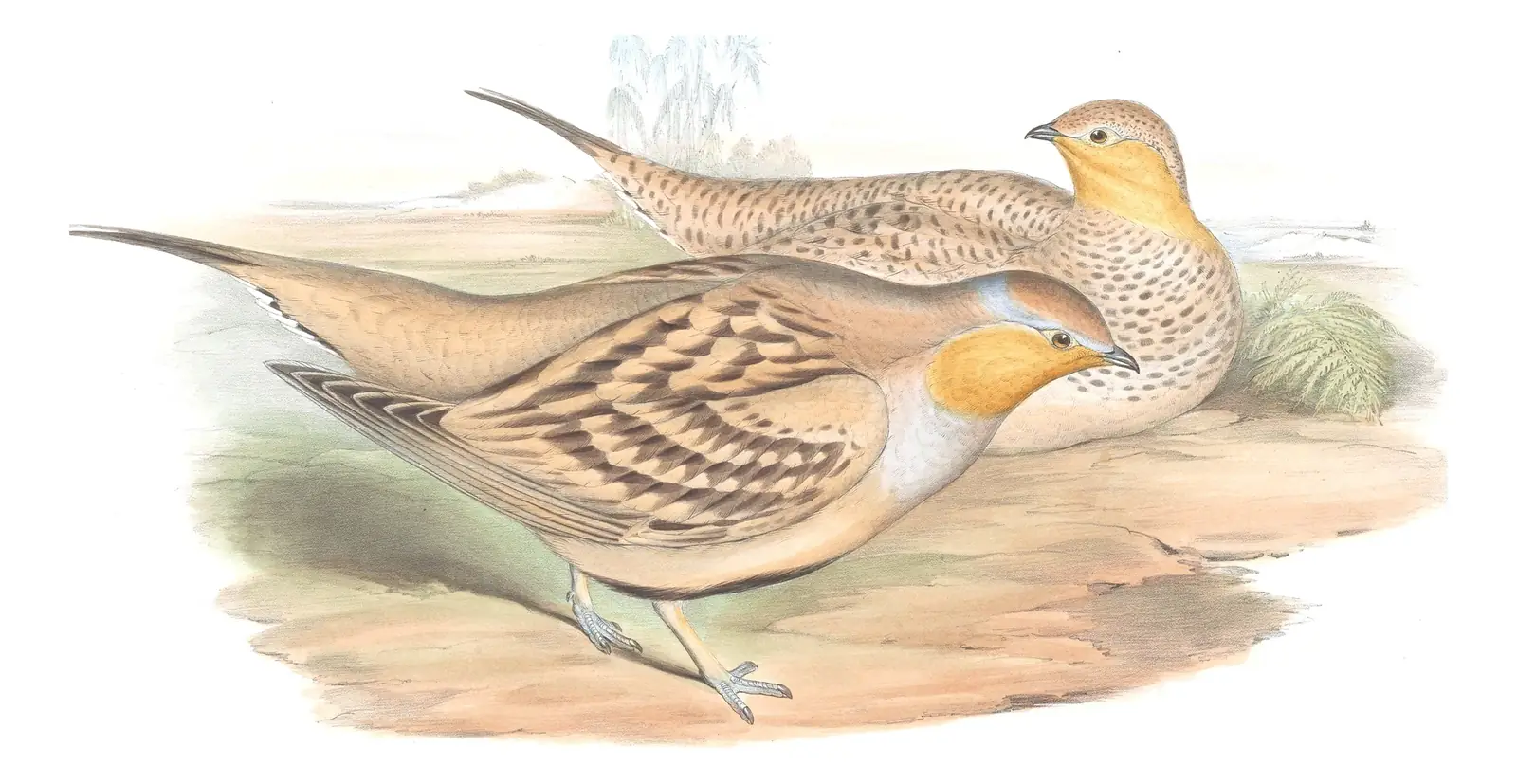 Volume VI, plate 62 of Gould's The Birds of Asia: Spotted Sandgrouse (Pterocles senegallus)
