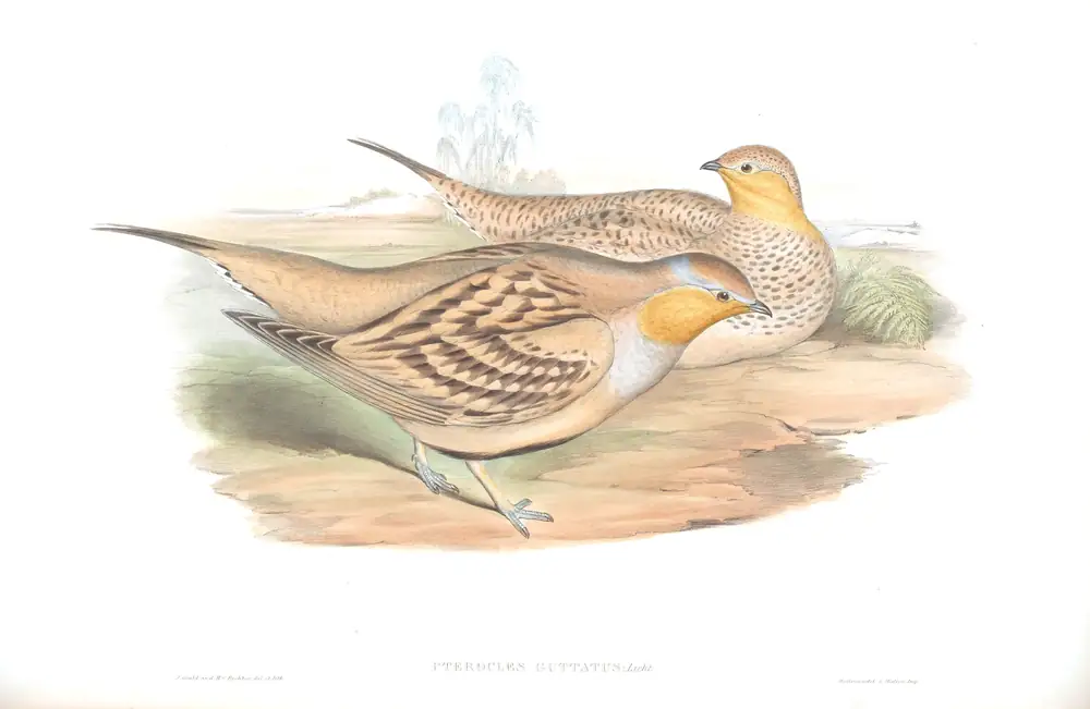 The whole sheet of volume VI, plate 62, with its engraved caption