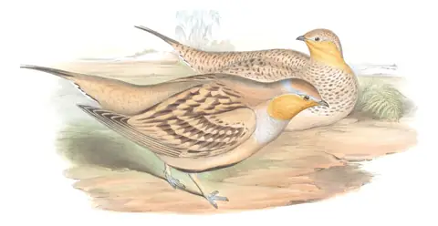Volume VI, plate 62 of Gould's The Birds of Asia: Spotted Sandgrouse (Pterocles senegallus)