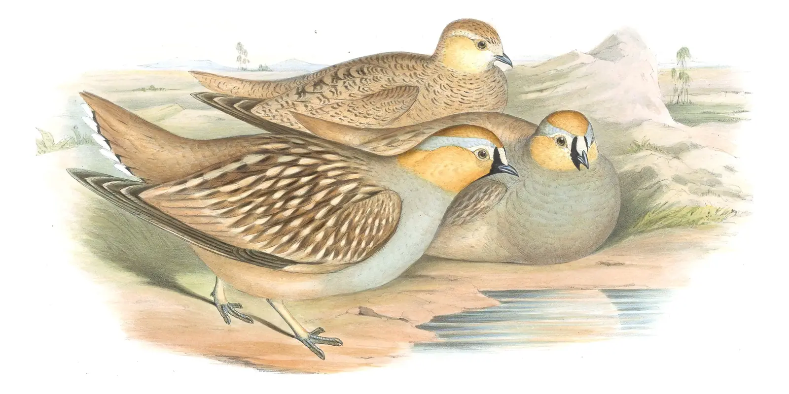 Volume VI, plate 63 of Gould's The Birds of Asia: Crowned Sandgrouse (Pterocles coronatus)