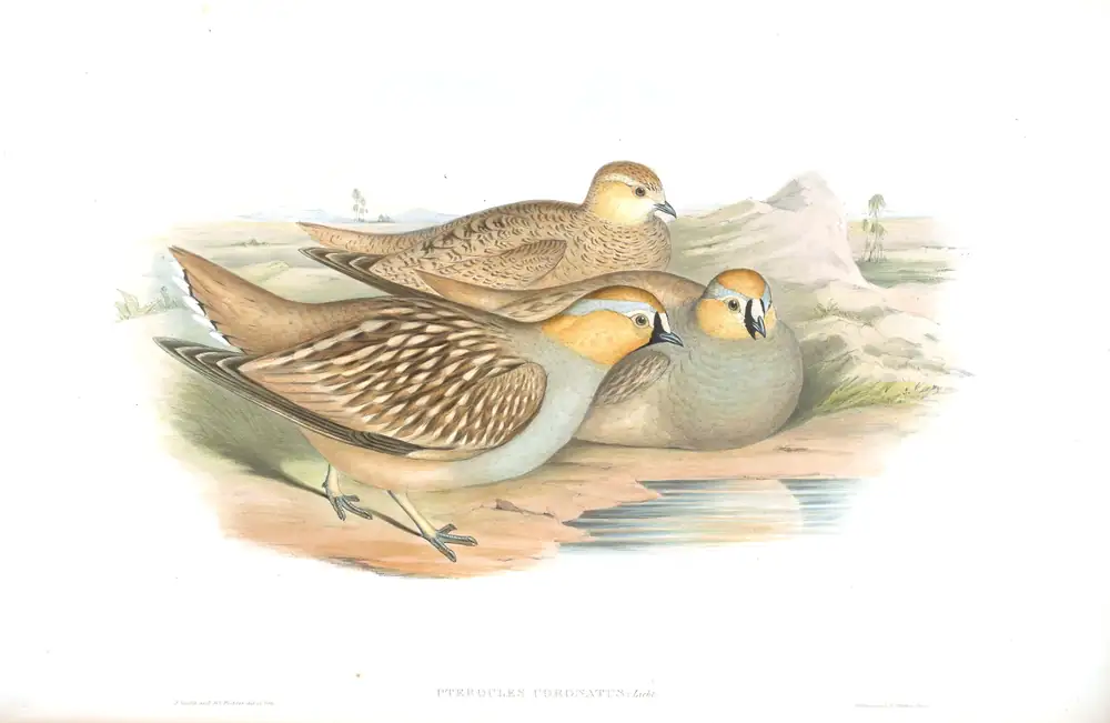 The whole sheet of volume VI, plate 63, with its engraved caption