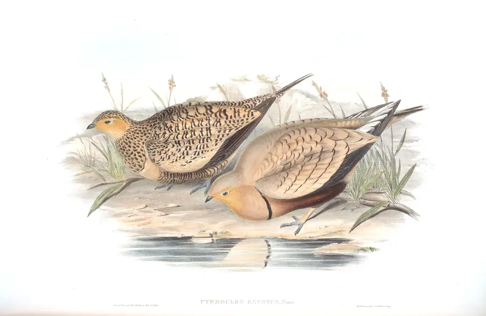 The whole sheet of volume VI, plate 64, with its engraved caption