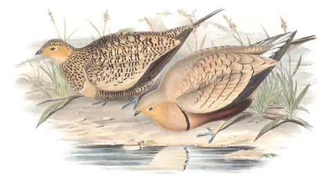 Volume VI, plate 64 of Gould's The Birds of Asia: Chestnut-bellied Sandgrouse (Pterocles exustus)