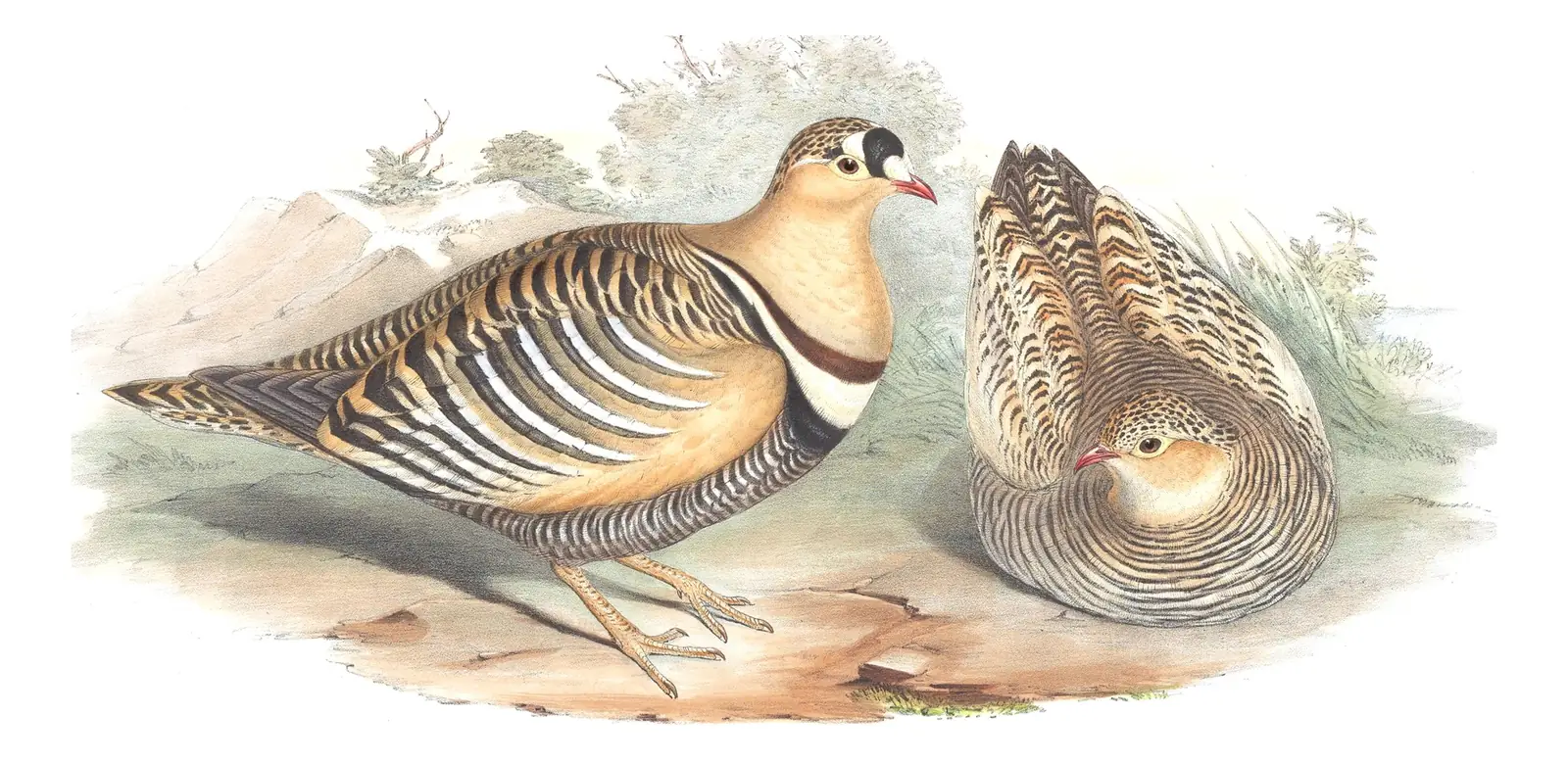 Volume VI, plate 65 of Gould's The Birds of Asia: Painted Sandgrouse (Pterocles indicus)