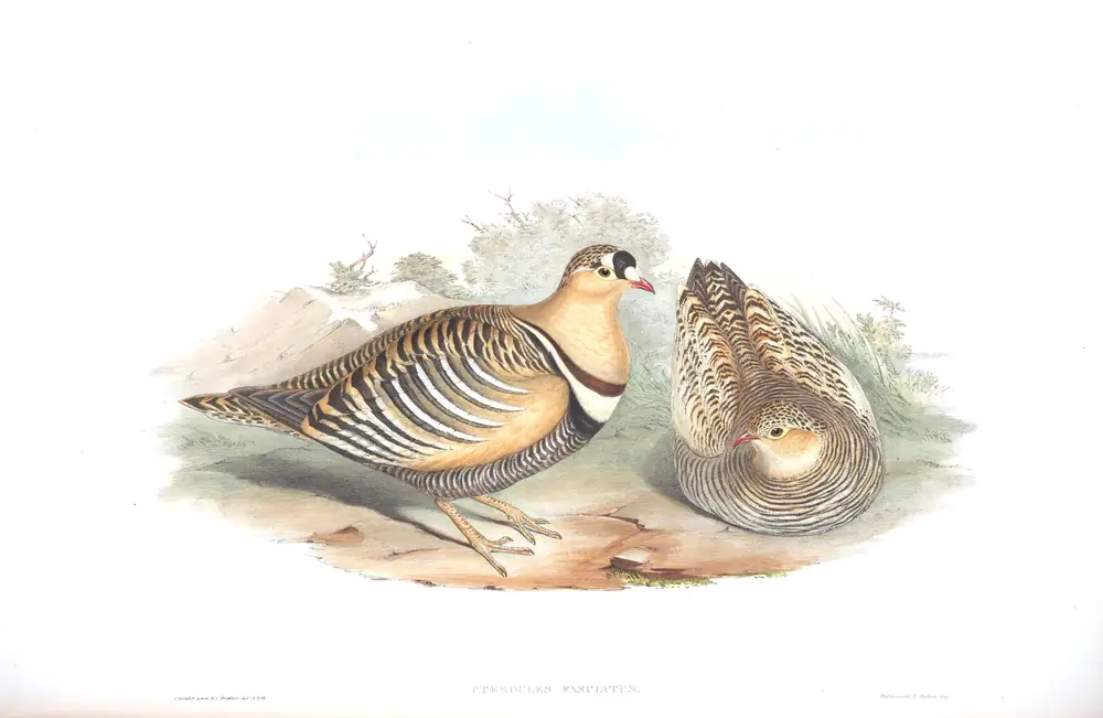 The whole sheet of volume VI, plate 65, with its engraved caption