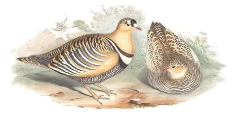 Volume VI, plate 65 of Gould's The Birds of Asia: Painted Sandgrouse (Pterocles indicus)