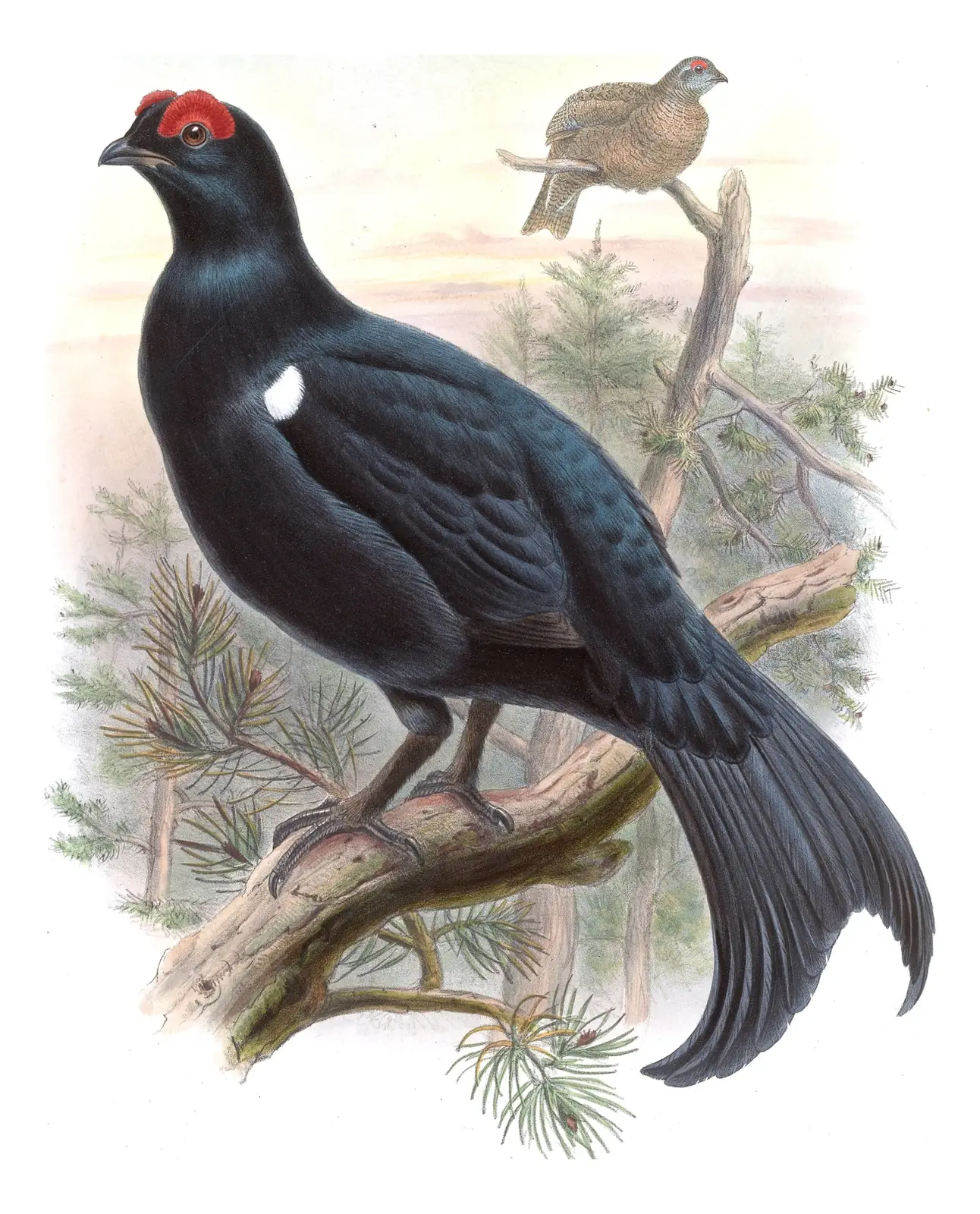 Volume VI, plate 66 of Gould's The Birds of Asia: Caucasian Grouse (Lyrurus mlokosiewiczi)