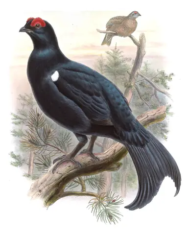 Volume VI, plate 66 of Gould's The Birds of Asia: Caucasian Grouse (Lyrurus mlokosiewiczi)