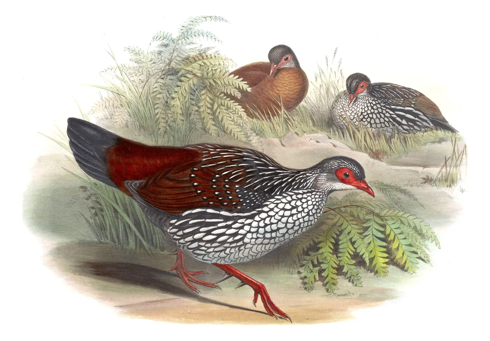 Volume VI, plate 67 of Gould's The Birds of Asia: Sri Lanka Spurfowl (Galloperdix bicalcarata)
