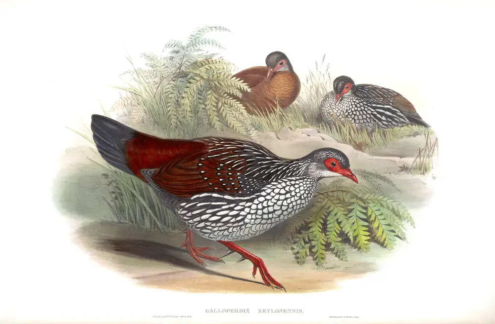 The whole sheet of volume VI, plate 67, with its engraved caption