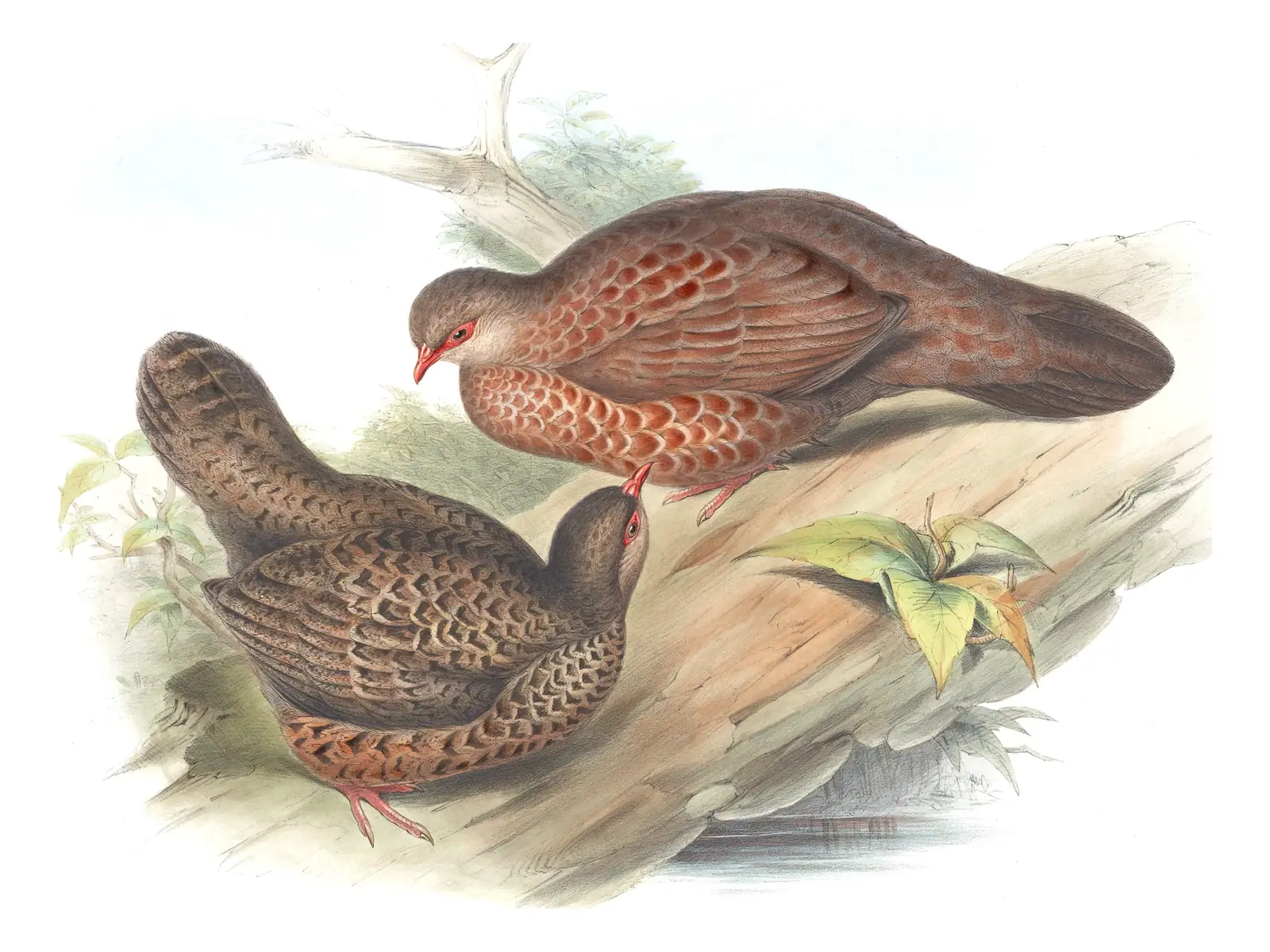 Volume VI, plate 68 of Gould's The Birds of Asia: Red Spurfowl (Galloperdix spadicea)
