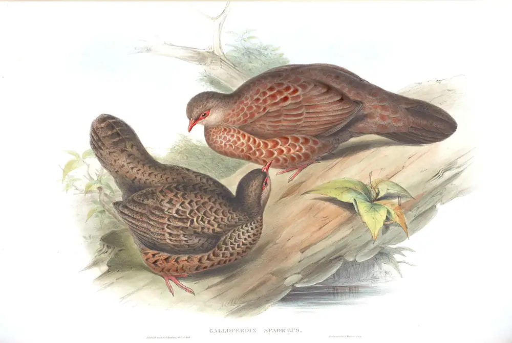 The whole sheet of volume VI, plate 68, with its engraved caption