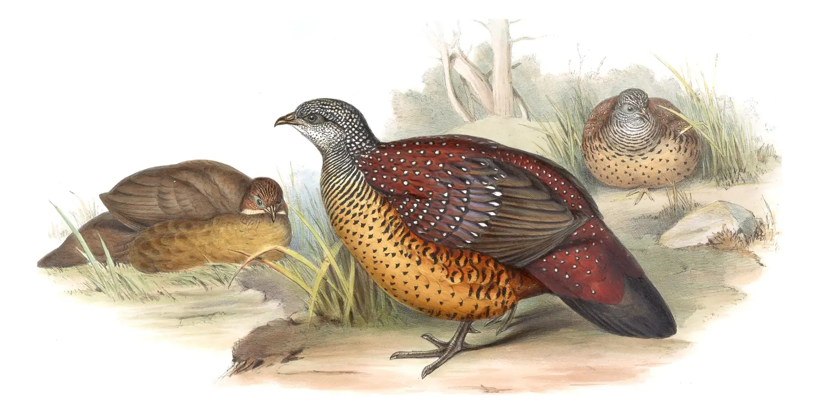 Volume VI, plate 69 of Gould's The Birds of Asia: Painted Spurfowl (Galloperdix lunulata)
