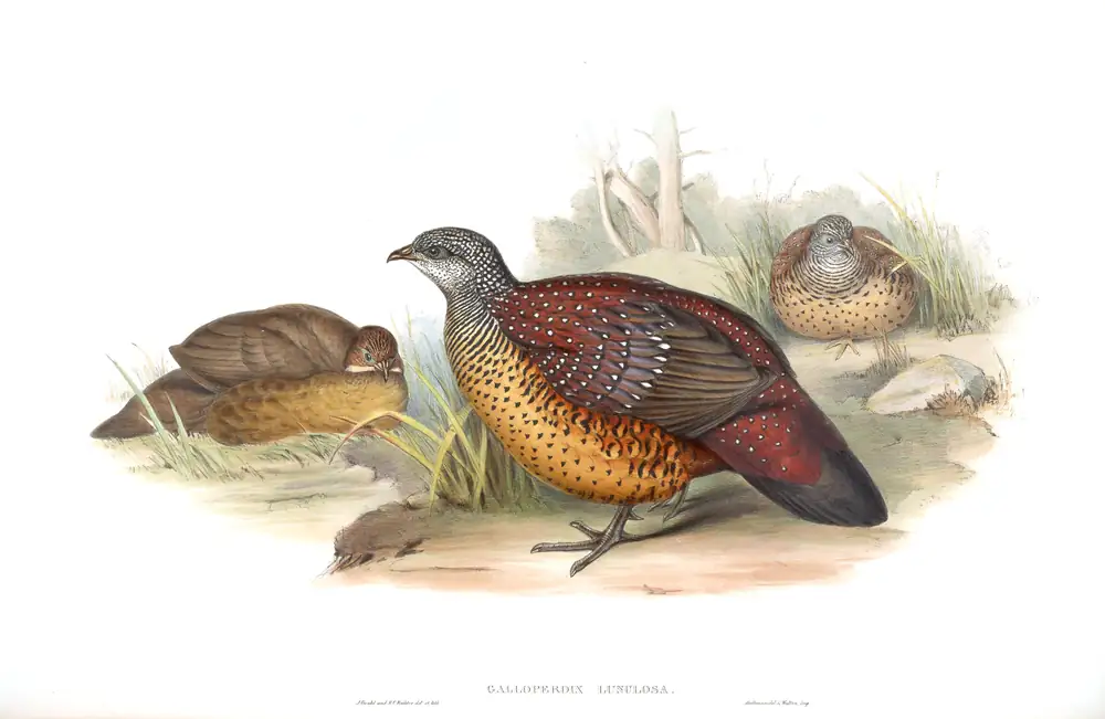 The whole sheet of volume VI, plate 69, with its engraved caption