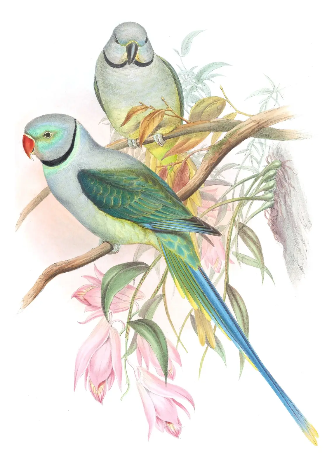 Volume VI, plate 7 of Gould's The Birds of Asia: Malabar Parakeet (Psittacula columboides)