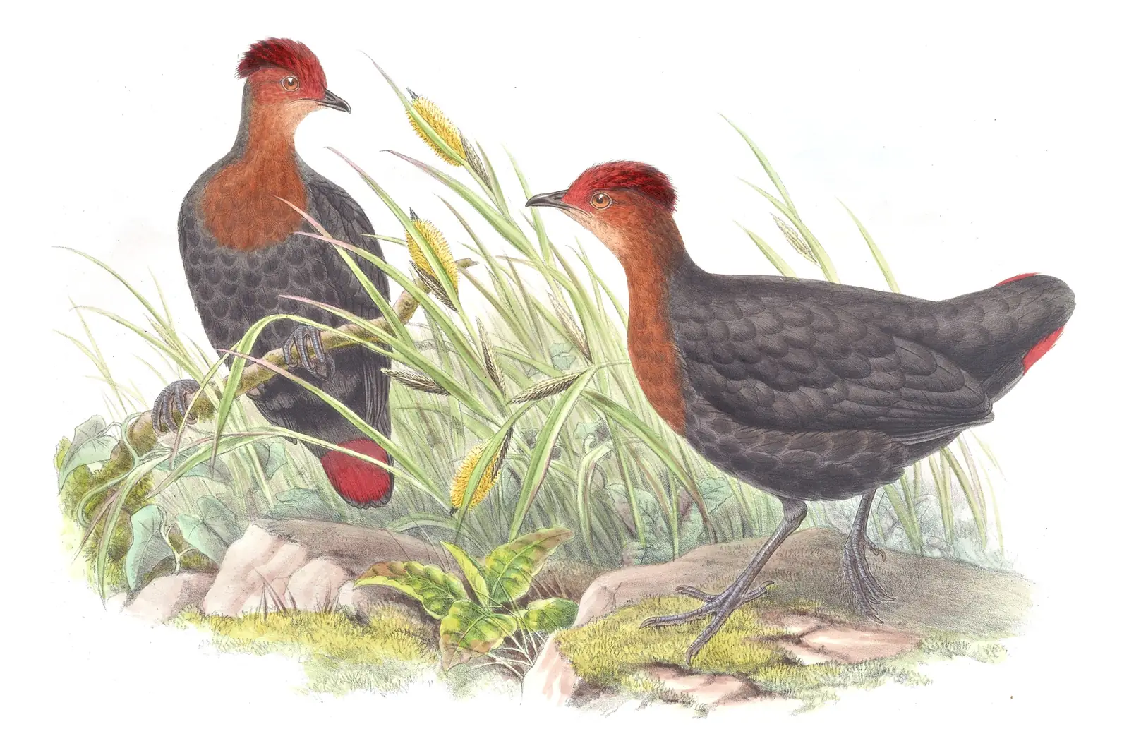 Volume VI, plate 70 of Gould's The Birds of Asia: Crimson-headed Partridge (Haematortyx sanguiniceps)