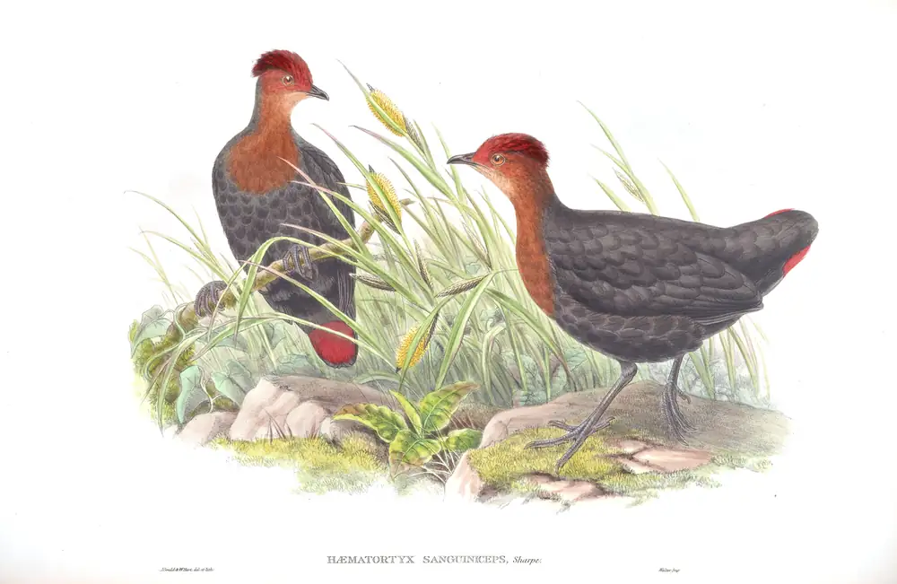 The whole sheet of volume VI, plate 70, with its engraved caption