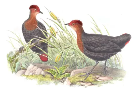 Volume VI, plate 70 of Gould's The Birds of Asia: Crimson-headed Partridge (Haematortyx sanguiniceps)