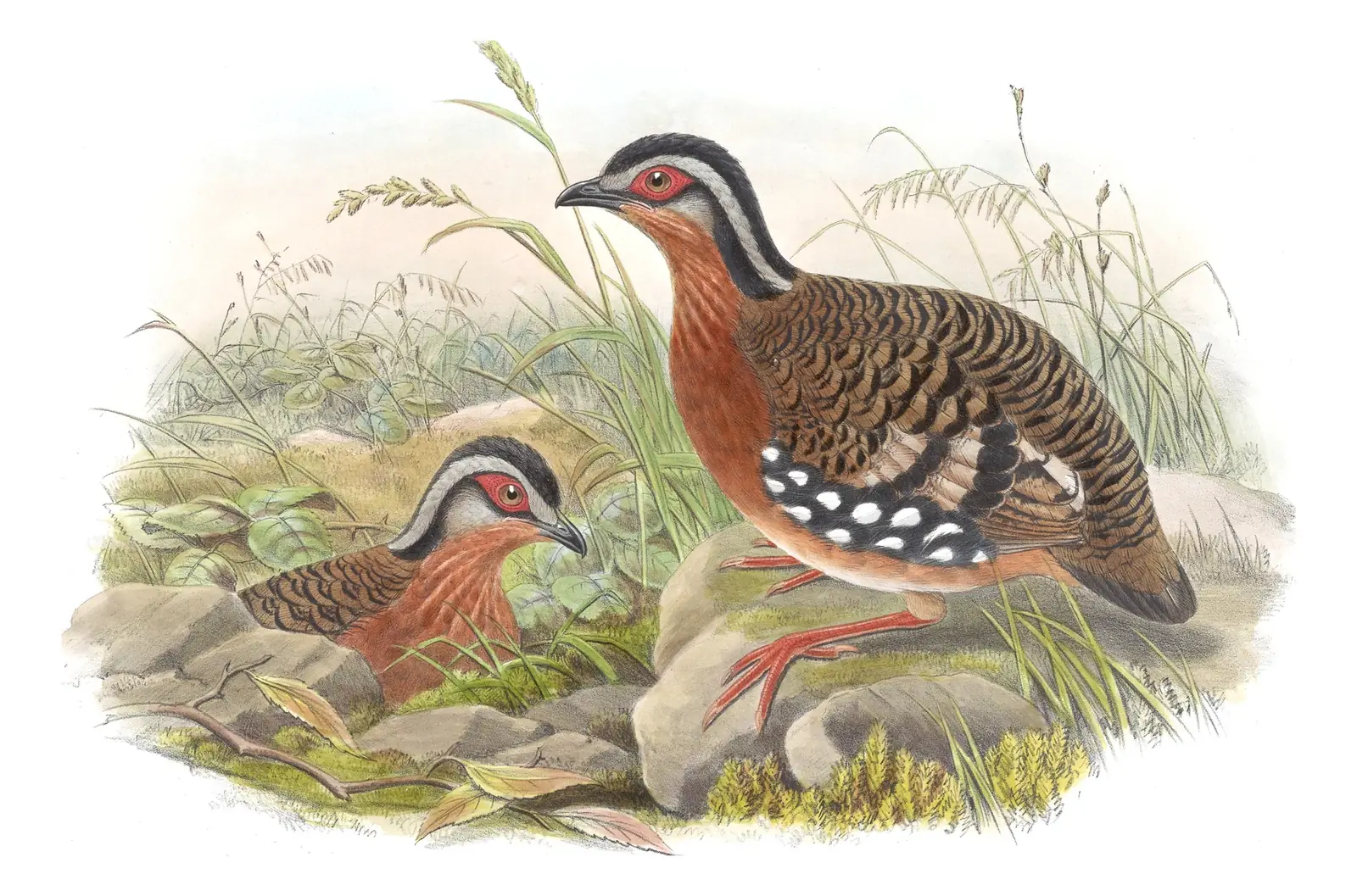 Volume VI, plate 71 of Gould's The Birds of Asia: Red-breasted Partridge (Arborophila hyperythra)