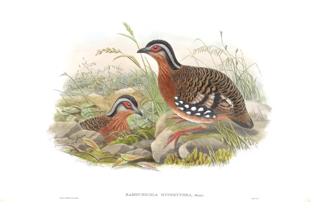 The whole sheet of volume VI, plate 71, with its engraved caption