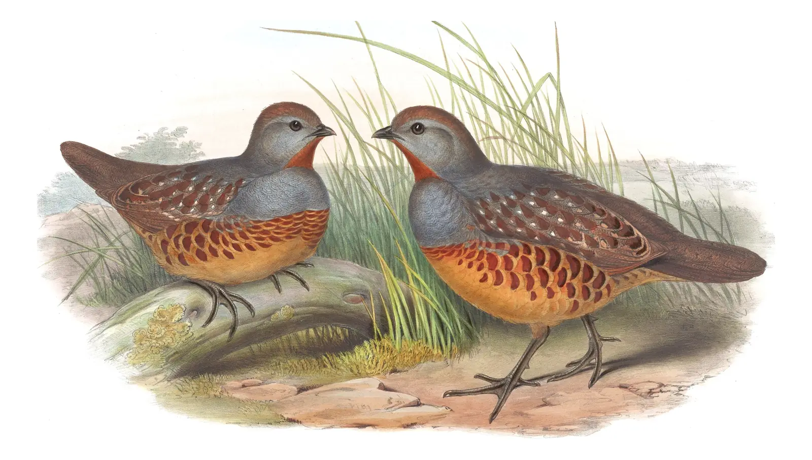 Volume VI, plate 72 of Gould's The Birds of Asia: Taiwan Bamboo-Partridge (Bambusicola sonorivox)