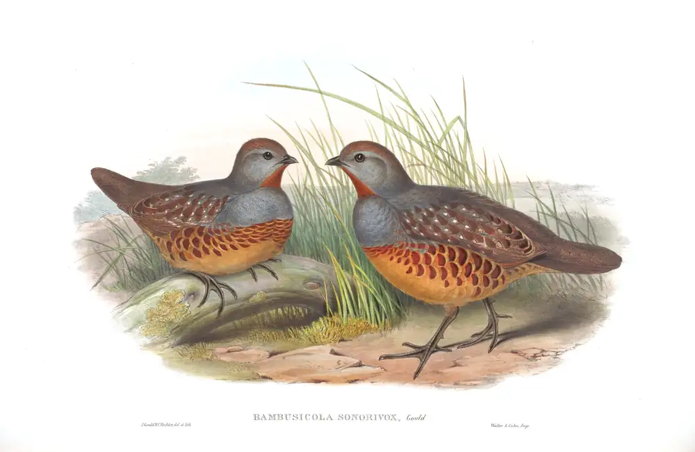 The whole sheet of volume VI, plate 72, with its engraved caption