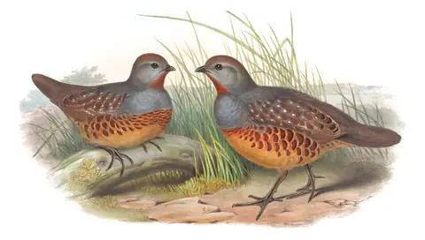 Volume VI, plate 72 of Gould's The Birds of Asia: Taiwan Bamboo-Partridge (Bambusicola sonorivox)