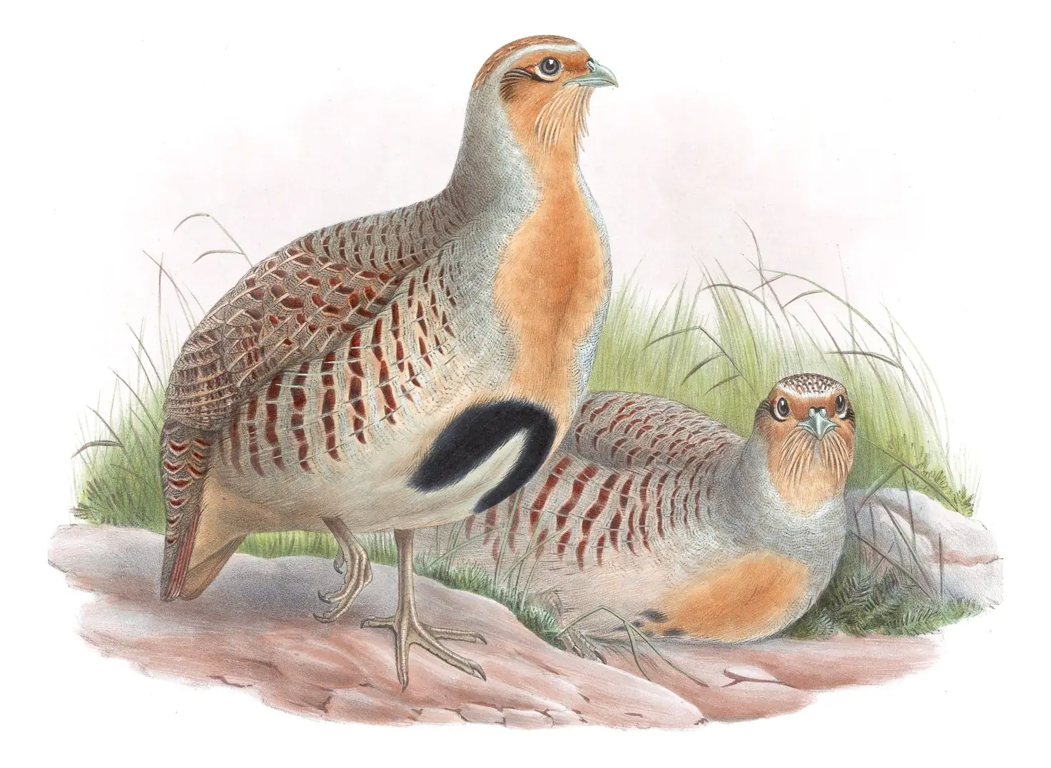 Volume VI, plate 73 of Gould's The Birds of Asia: Daurian Partridge (Perdix dauurica)