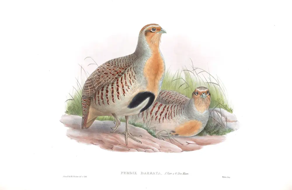 The whole sheet of volume VI, plate 73, with its engraved caption