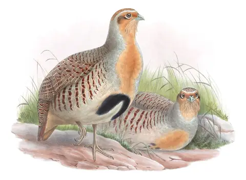 Volume VI, plate 73 of Gould's The Birds of Asia: Daurian Partridge (Perdix dauurica)