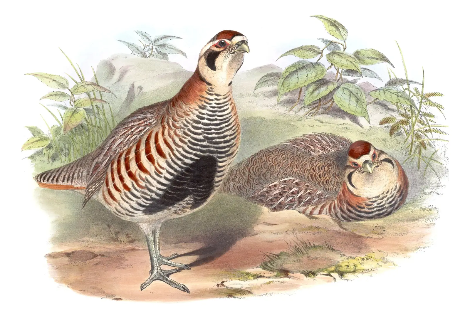 Volume VI, plate 74 of Gould's The Birds of Asia: Tibetan Partridge (Perdix hodgsoniae)