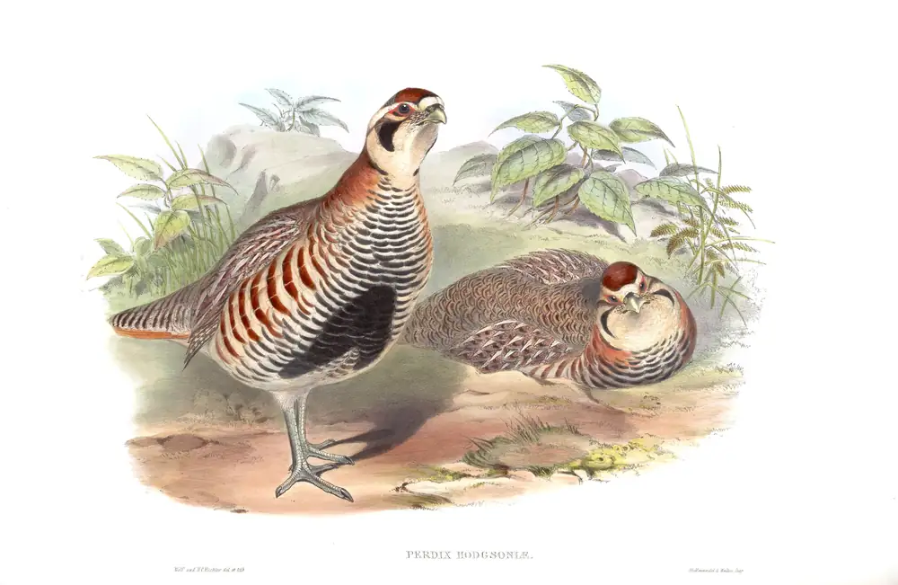 The whole sheet of volume VI, plate 74, with its engraved caption