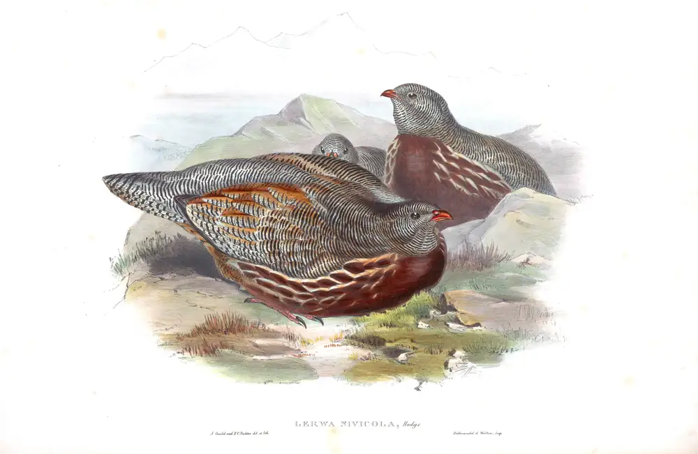 The whole sheet of volume VI, plate 75, with its engraved caption