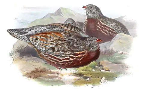 Volume VI, plate 75 of Gould's The Birds of Asia: Snow Partridge (Lerwa lerwa)