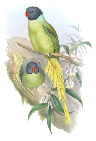 Volume VI, plate 8 of Gould's The Birds of Asia: Slaty-headed Parakeet (Psittacula himalayana)