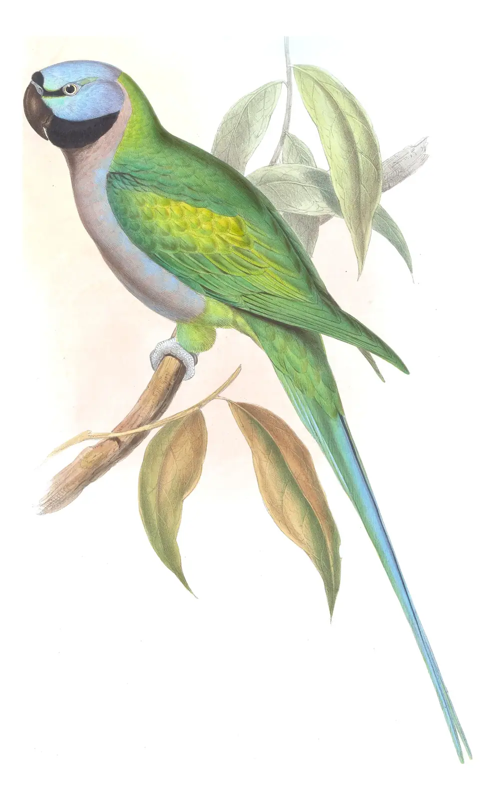 Volume VI, plate 9 of Gould's The Birds of Asia: Derbyan Parakeet (Psittacula derbiana)