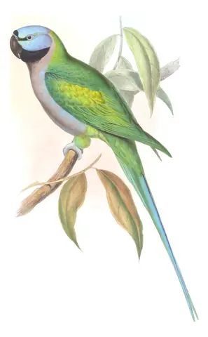 Volume VI, plate 9 of Gould's The Birds of Asia: Derbyan Parakeet (Psittacula derbiana)