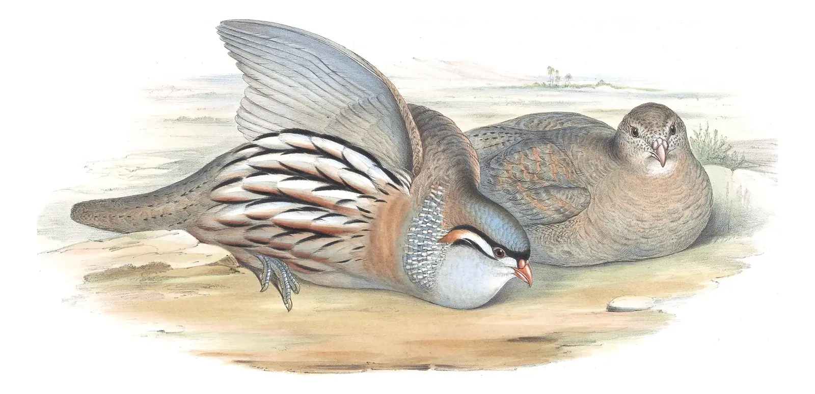 Volume VII, plate 1 of Gould's The Birds of Asia: See-see Partridge (Ammoperdix griseogularis)